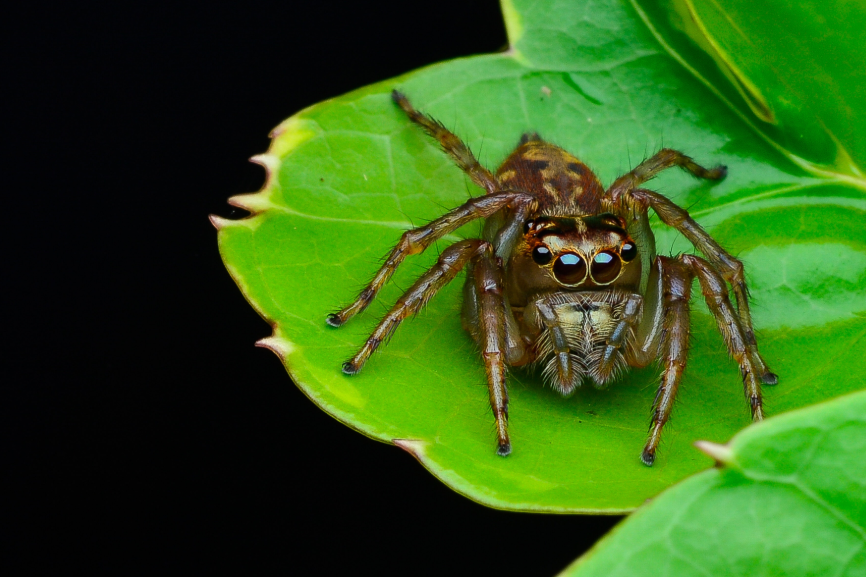 Jumping SPider