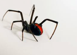 Black widow spider